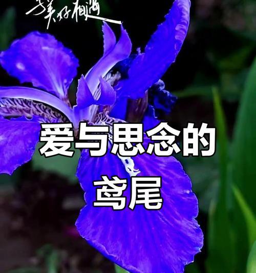象征着思念与爱意的花是什么？哪种花最能表达深情？