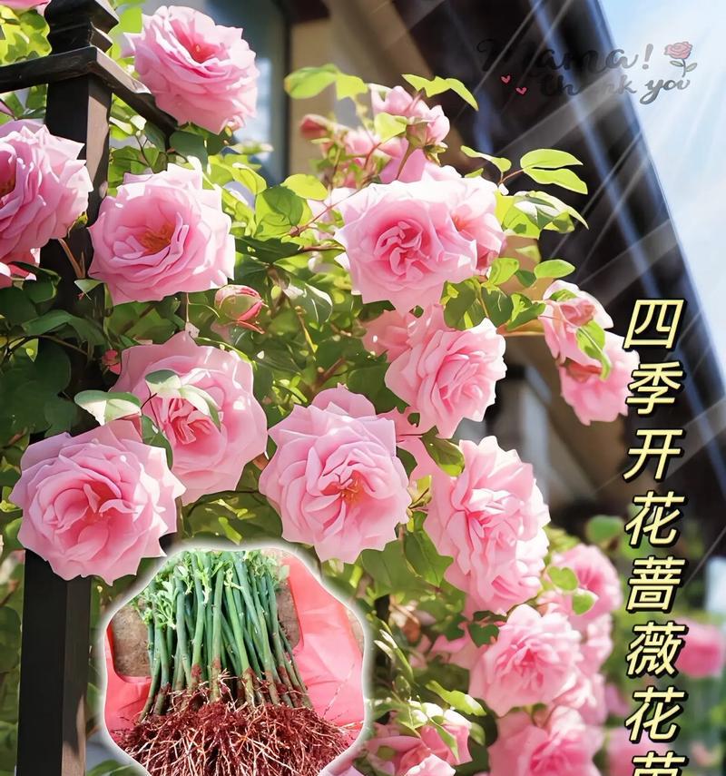 蔷薇花的花语是什么？如何用蔷薇花表达爱意？