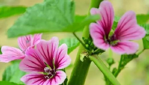 绝色双娇花语是什么？如何解读这种花的象征意义？
