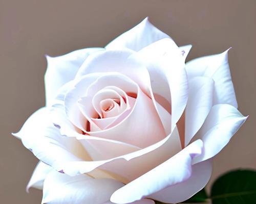 绝色双娇花语是什么？如何解读这种花的象征意义？