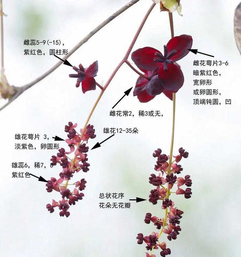 三月开的花有哪些寓意？它们代表了什么含义？