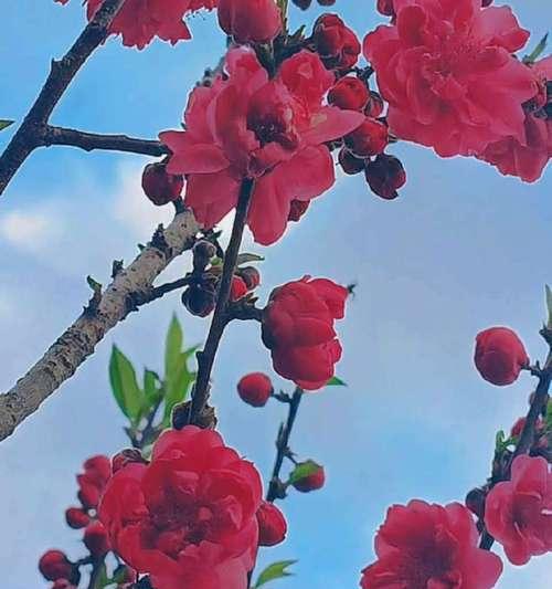 三月开的花有哪些寓意？它们代表了什么含义？