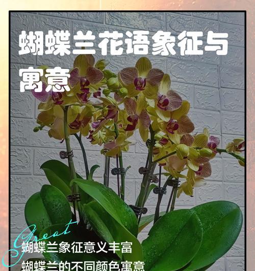 蝴蝶兰和紫荆花的寓意是什么？如何正确解读它们的象征意义？