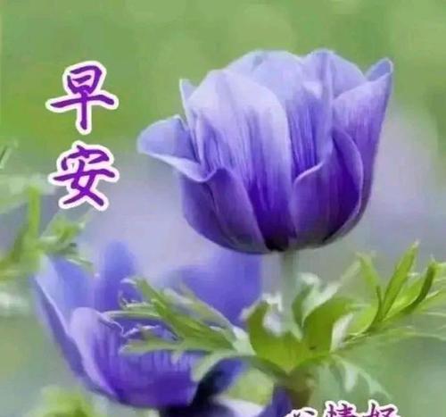 请你快乐花语是什么？花语背后的含义是什么？