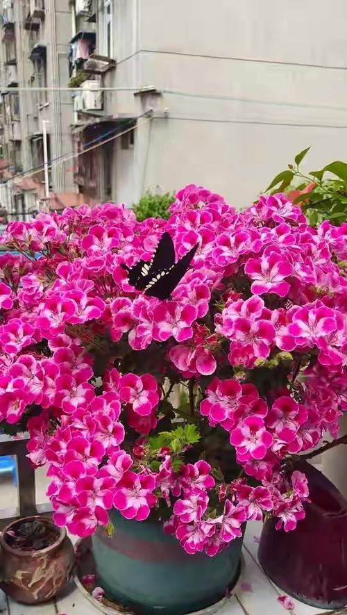象征着被抛弃的花朵是什么花？这种花的含义和象征意义是什么？