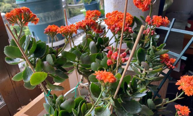 象征着被抛弃的花朵是什么花？这种花的含义和象征意义是什么？
