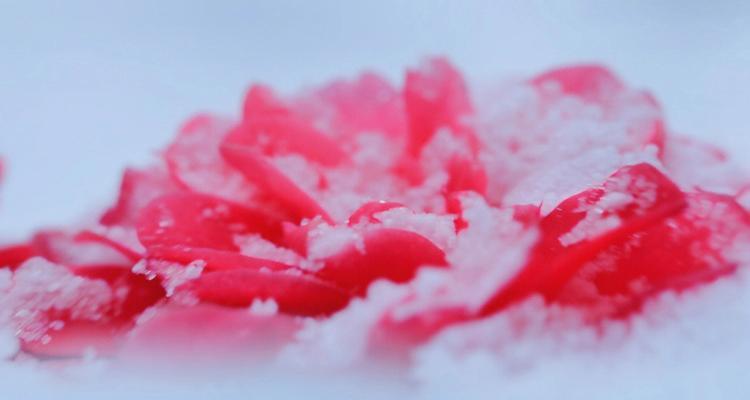 雪中花代表什么寓意？雪中花的象征意义有哪些？