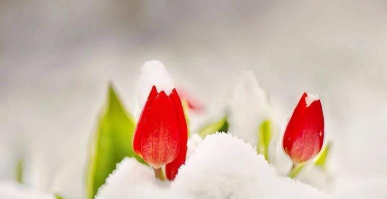 雪中花代表什么寓意？雪中花的象征意义有哪些？