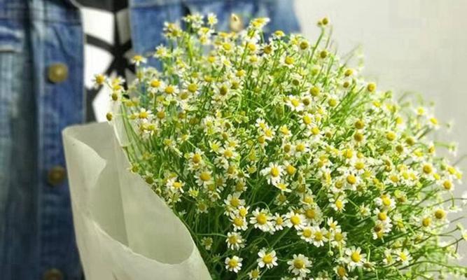 白色雏菊花语是什么？送花时需要注意什么？