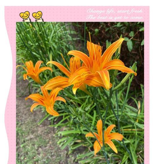 妈妈寓意好的花是什么花？如何选择表达爱意的花卉？