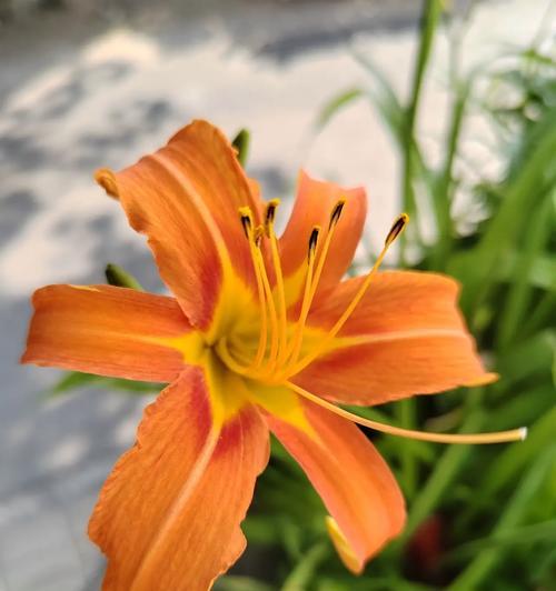 妈妈寓意好的花是什么花？如何选择表达爱意的花卉？