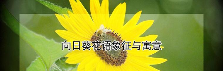 定情花语的花语是什么？如何正确解读爱情中的花卉语言？