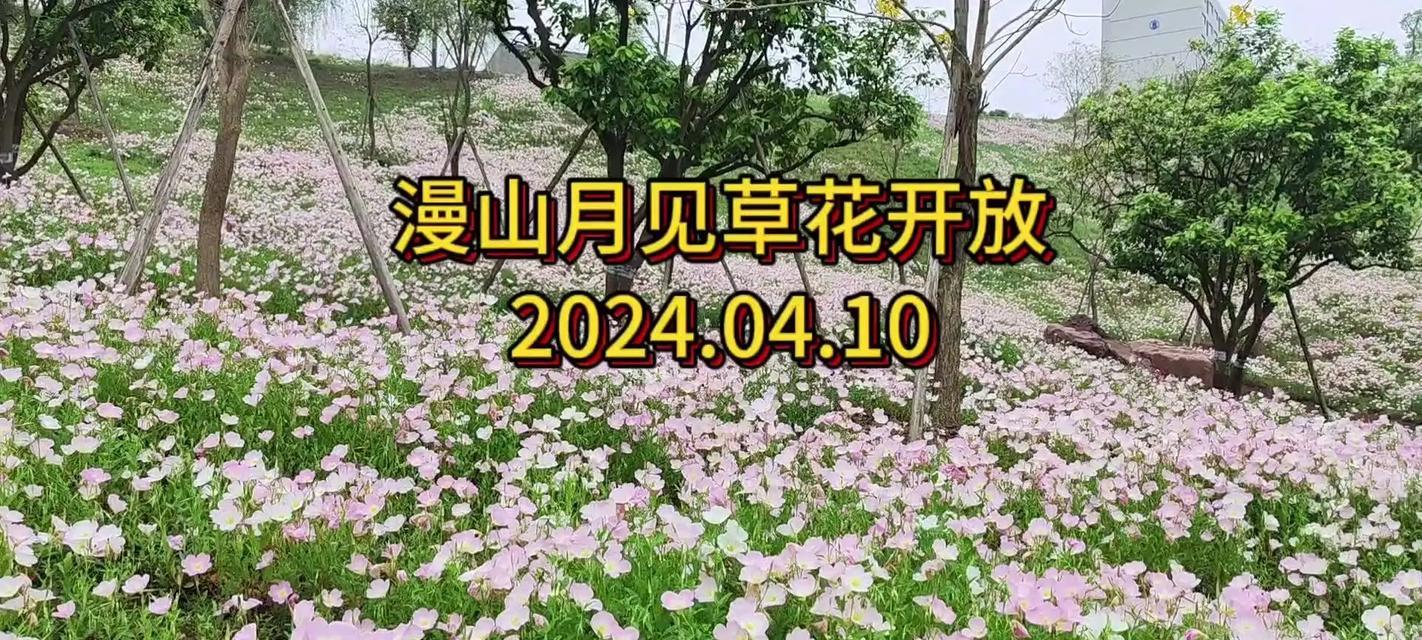 山草花的寓意是什么？如何理解山草花的象征意义？