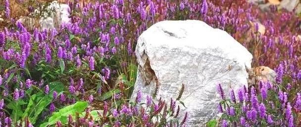 山草花的寓意是什么？如何理解山草花的象征意义？