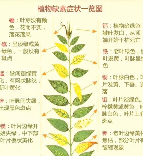 花叶柠檬叶子发黄的处理方法是什么？