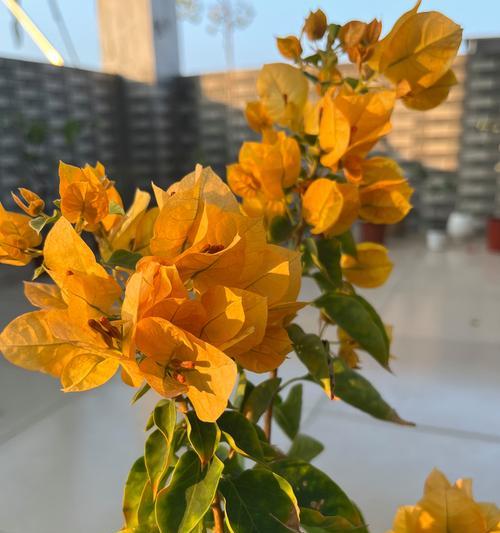 花叶柠檬叶子发黄的处理方法是什么？