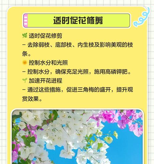 三角梅修剪技巧有哪些？