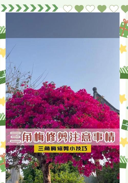 三角梅修剪技巧有哪些？