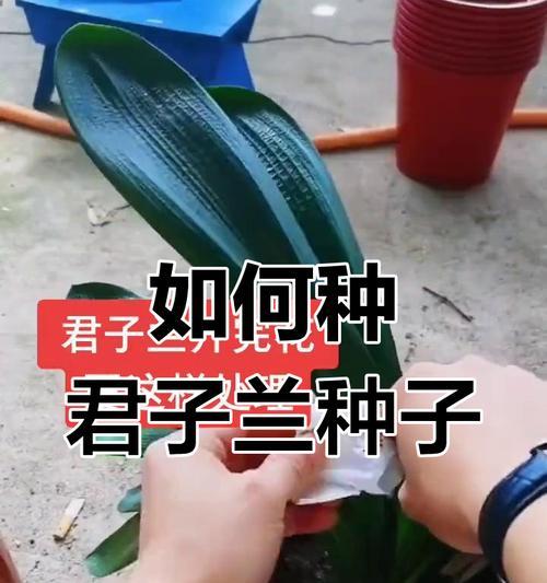 君子兰苗的正确种植步骤是什么？