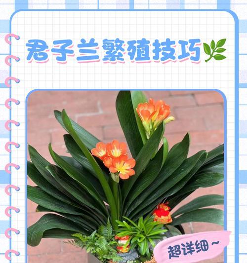 君子兰苗的正确种植步骤是什么？