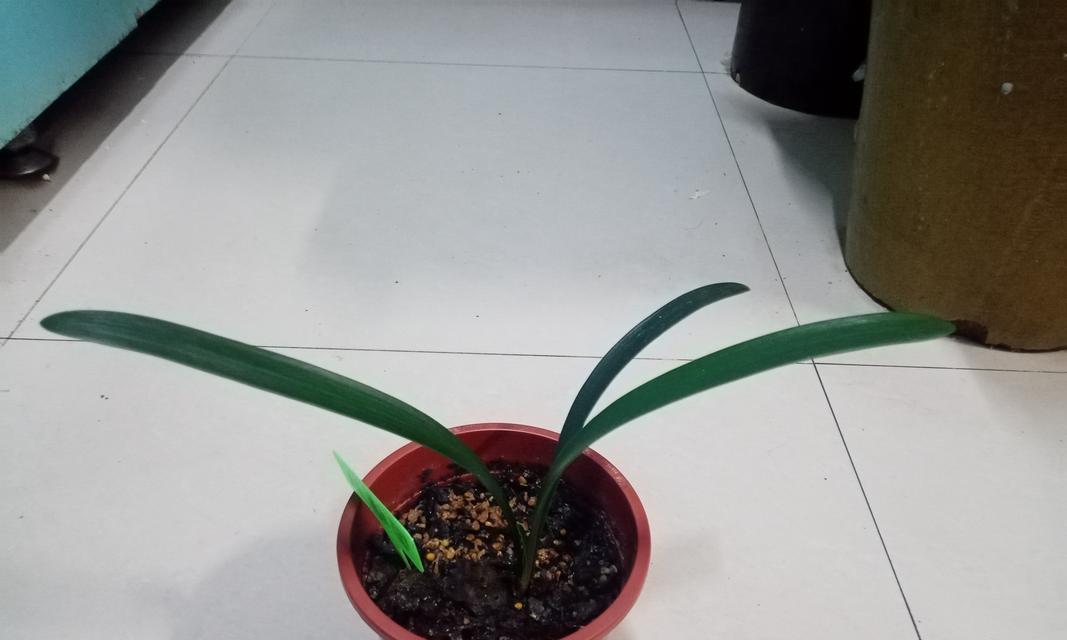 君子兰苗的正确种植步骤是什么？