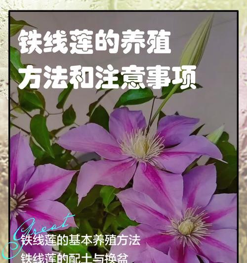 铁线莲一月份开花如何养护？有哪些注意事项？