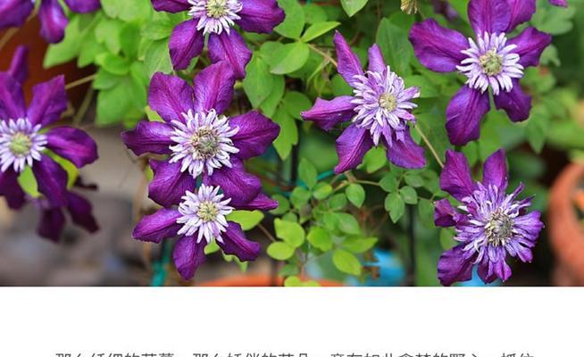 铁线莲一月份开花如何养护？有哪些注意事项？