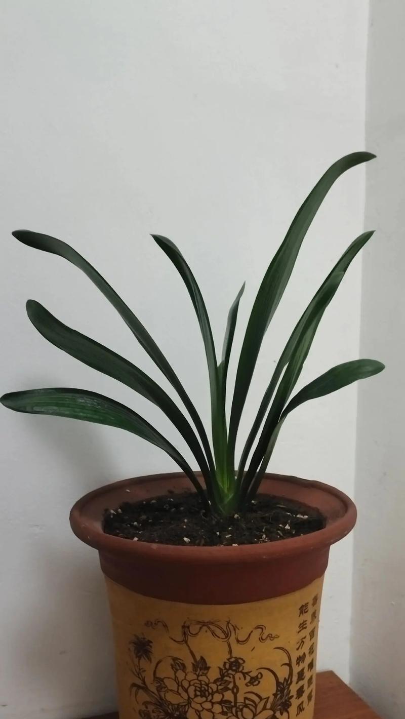 君子兰三棵组合的种植方法是什么？