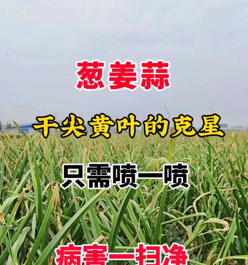 葱和蒜的最佳播种时间是什么时候？