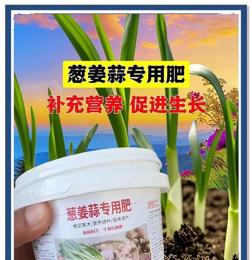 葱和蒜的最佳播种时间是什么时候？