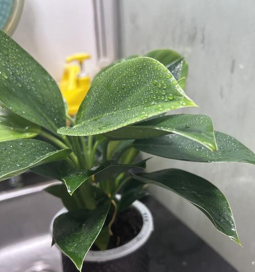 金钻植物叶子发黄是什么原因？