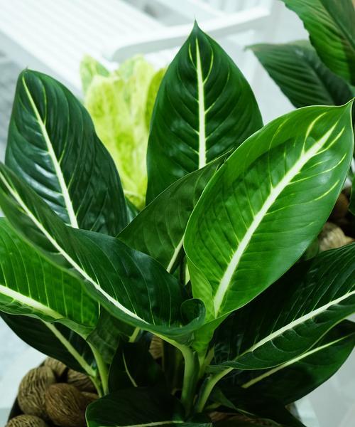 金钻植物叶子发黄是什么原因？
