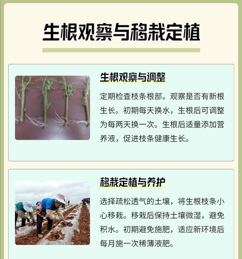 水培木本植物长根了怎么办？需要采取哪些措施？