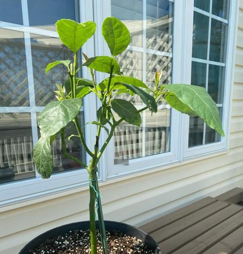 水培木本植物长根了怎么办？需要采取哪些措施？
