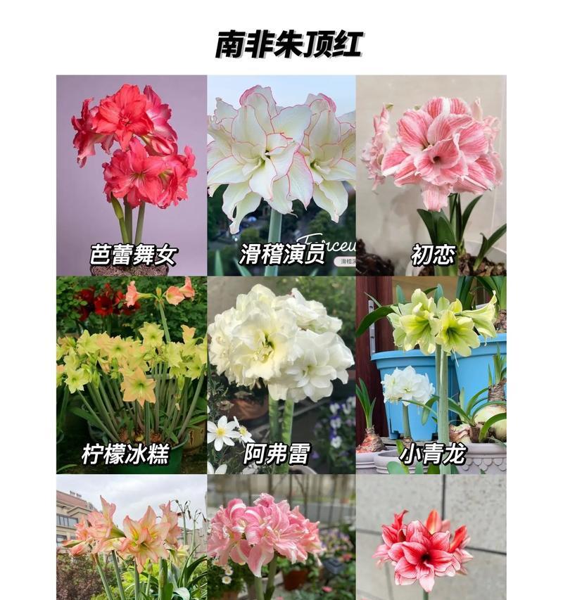 湖北朱顶红的开花时间是什么时候？