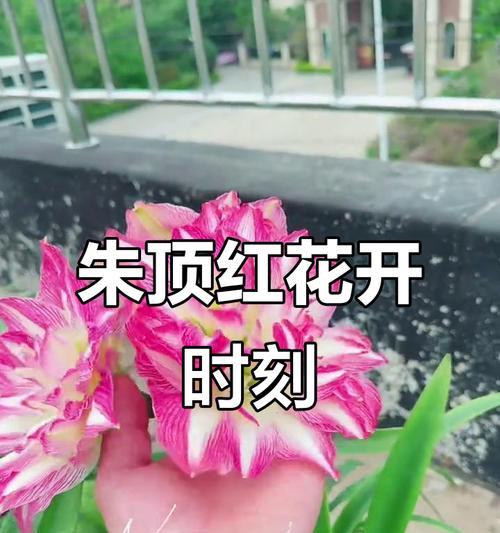 湖北朱顶红的开花时间是什么时候？