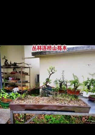 盆景胶的正确使用方法是什么？