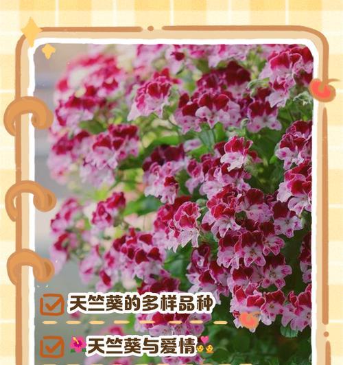 天竺葵压茬种植方法是什么？