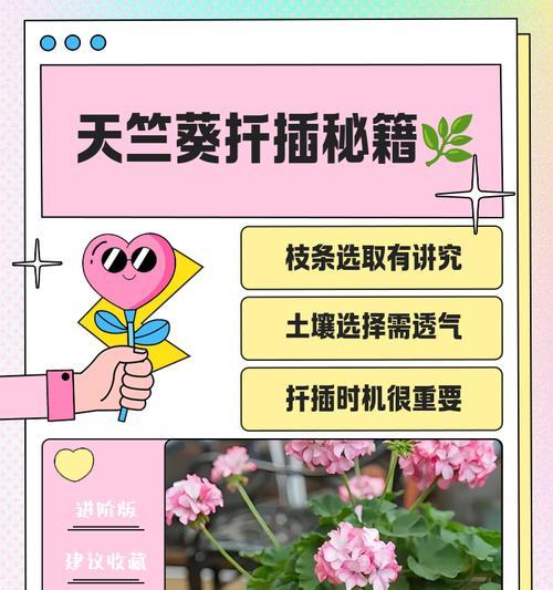 天竺葵压茬种植方法是什么？