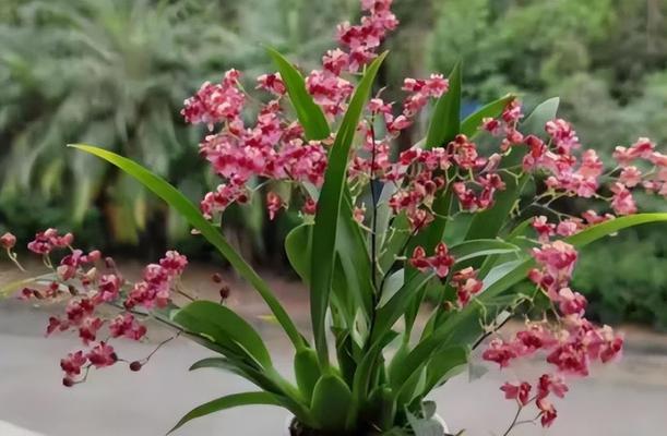 阳台适合种植哪些花卉？