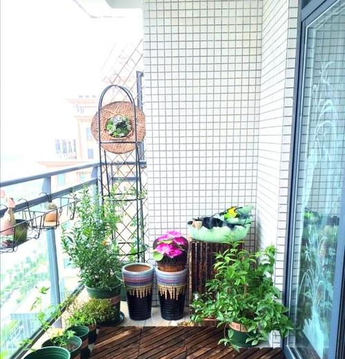 阳台适合种植哪些花卉？
