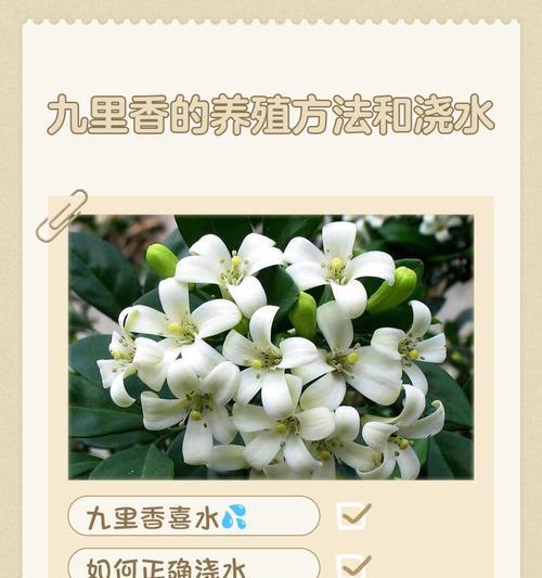 浇水长草的正确方法是什么？如何正确进行浇水操作？