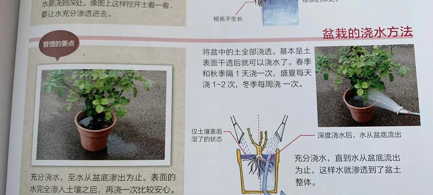 盆景换土后应该多久浇水一次？