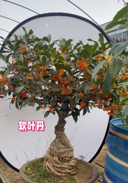 盆景换土后应该多久浇水一次？