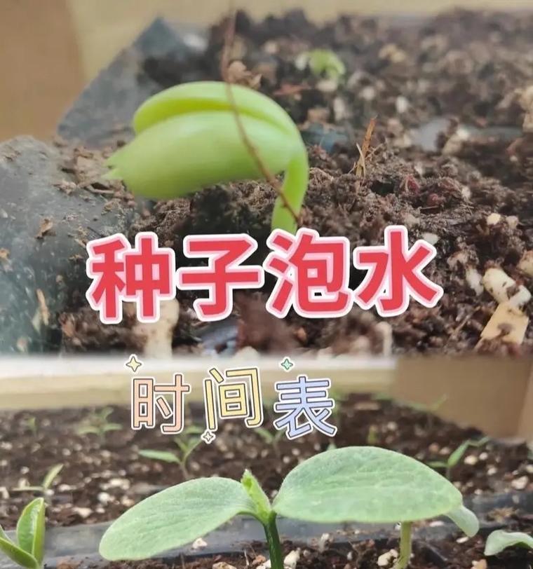 浙江秋季蔬菜播种的最佳时间是什么时候？