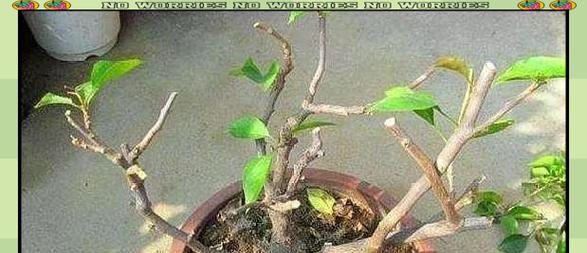 三角梅长出之后怎么修剪？修剪的最佳时机和方法是什么？