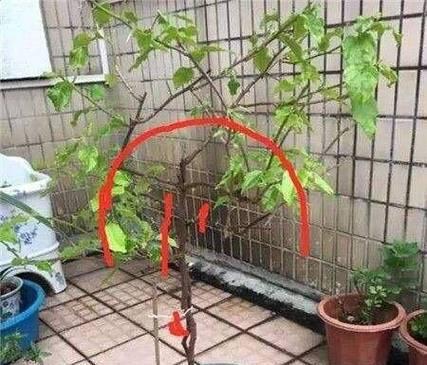 三角梅长出之后怎么修剪？修剪的最佳时机和方法是什么？