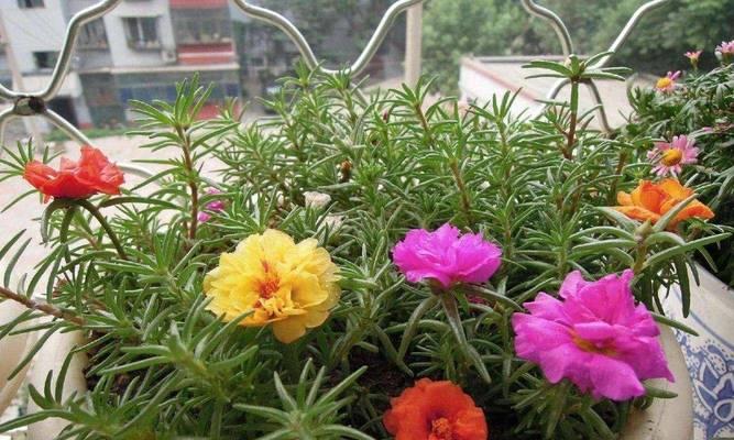 阳台长高的花是什么花？如何选择适合阳台的植物？
