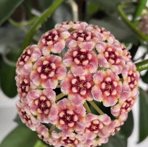 阳台长高的花是什么花？如何选择适合阳台的植物？