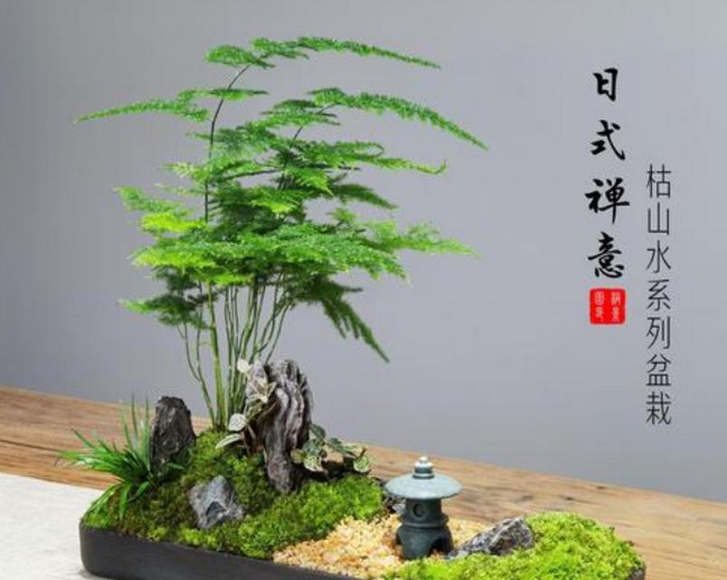 盆景植物文竹的养护方法是什么？如何保持其美观？
